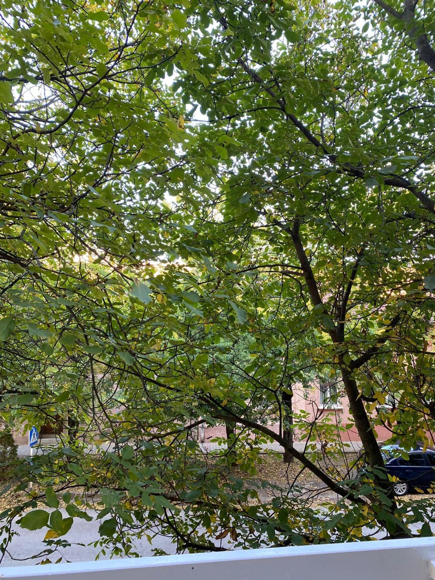 Vanja Apartman 弗尔沙茨 外观 照片